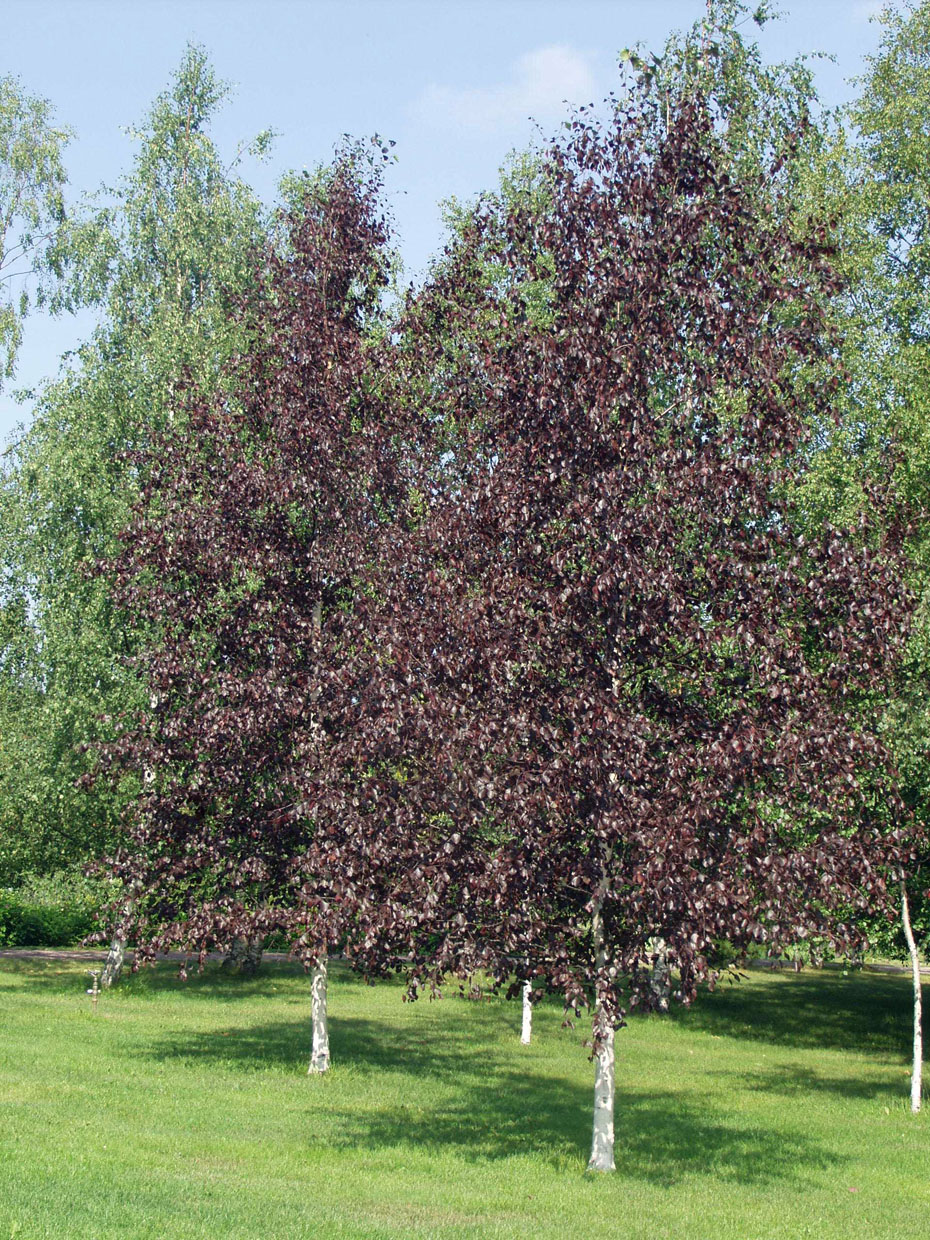 Betula pendula 'Purpurea'